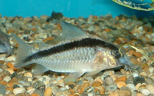CORYDORAS ARCUATUS